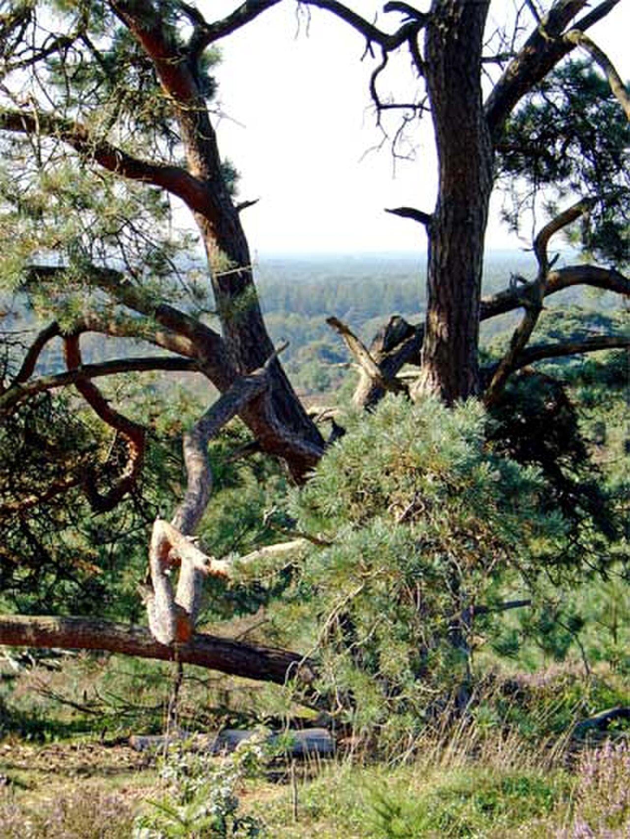 Sallandse Heuvelrug National Park