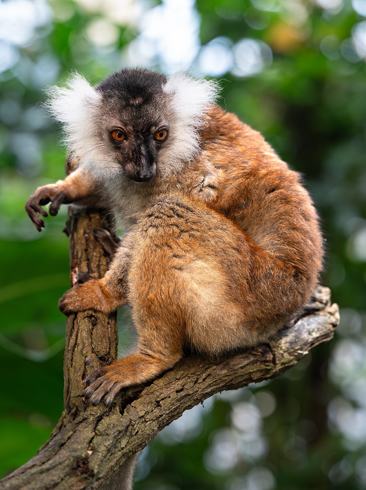 Wildlands Adventure Zoo Emmen